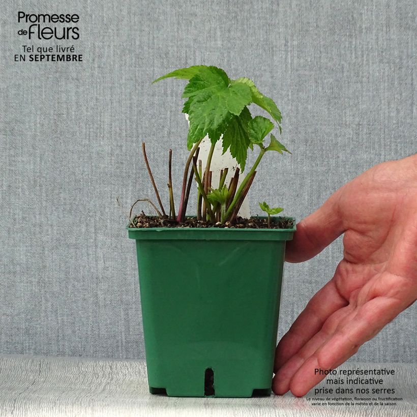 Example of Anemone Whirlwind - Japan-Herbst-Anemone Topf mit 1,5L/2L as you get in automne