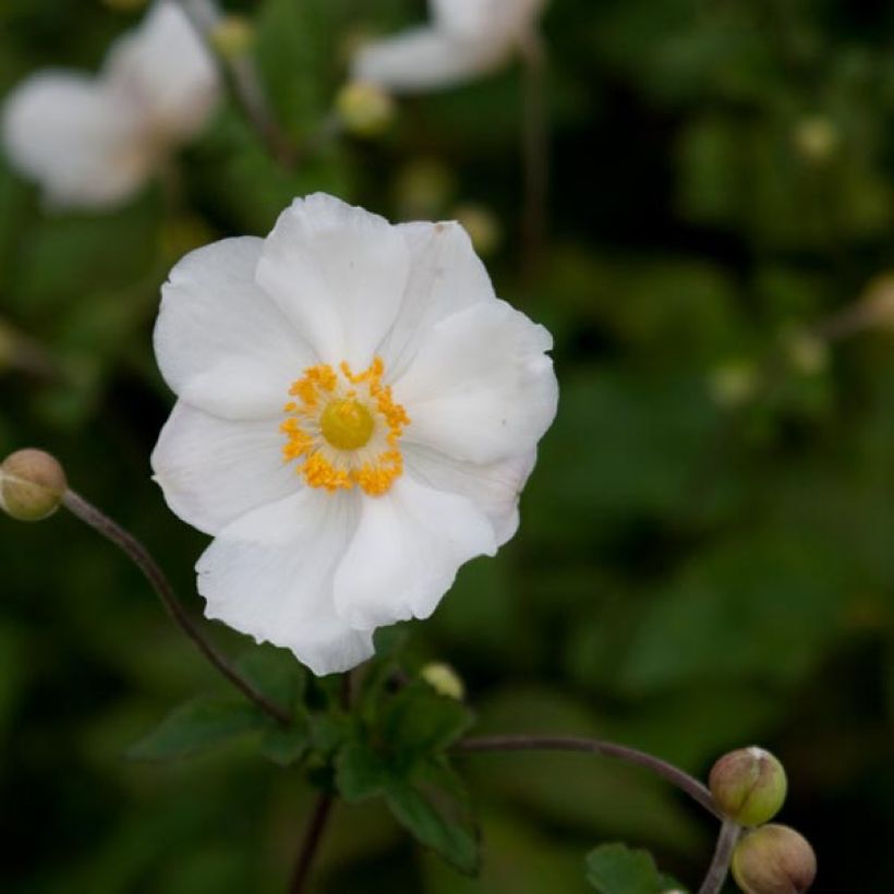 Anemone Andrea Atkinson - Japan-Herbst-Anemone (Flowering)