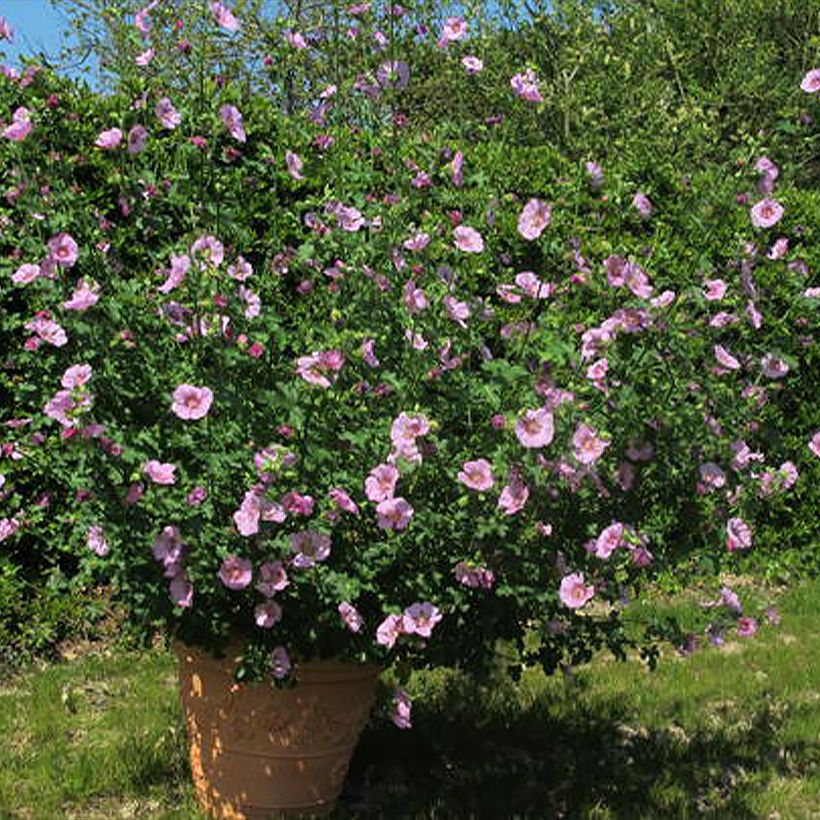 Anisodontea (x) malvastroides Cristal rose - Anisodontea (Plant habit)