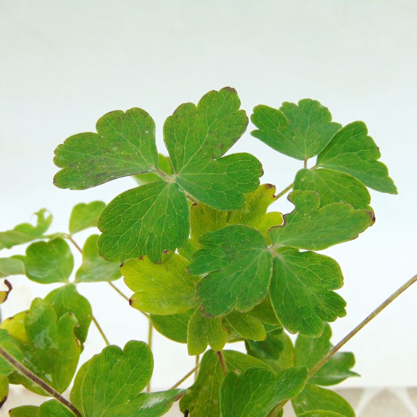 Aquilegia Winky Double Rose White - Garten-Akelei (Foliage)