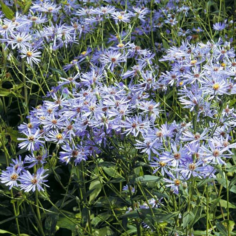 Aster macrophyllus Twilight - Großblättrige Aster (Plant habit)