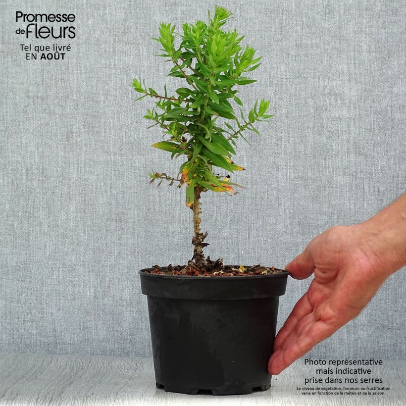 Example of Aster novae-angliae Purple Dome - Neuenglische Aster Topf mit 2L/3L as you get in ete