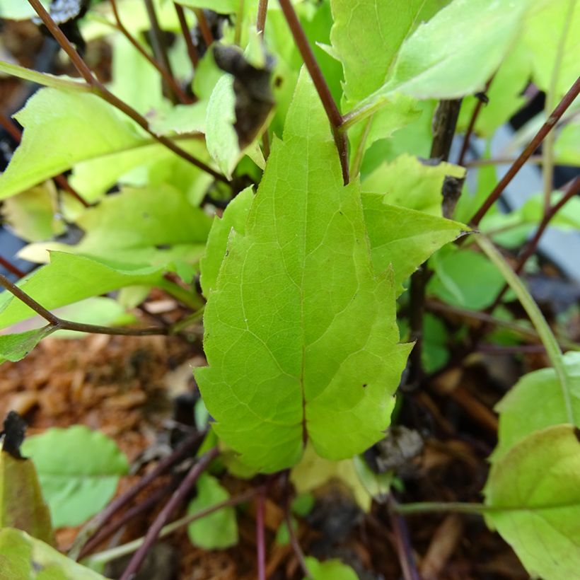 Aster tradescantii - Kleinblütige Aster (Foliage)