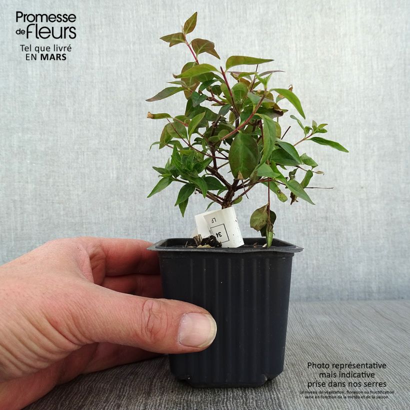 Exemplar von Abelia grandiflora Edward Goucher Kleine Töpfe von 8/9 cm wie im Winter geliefert