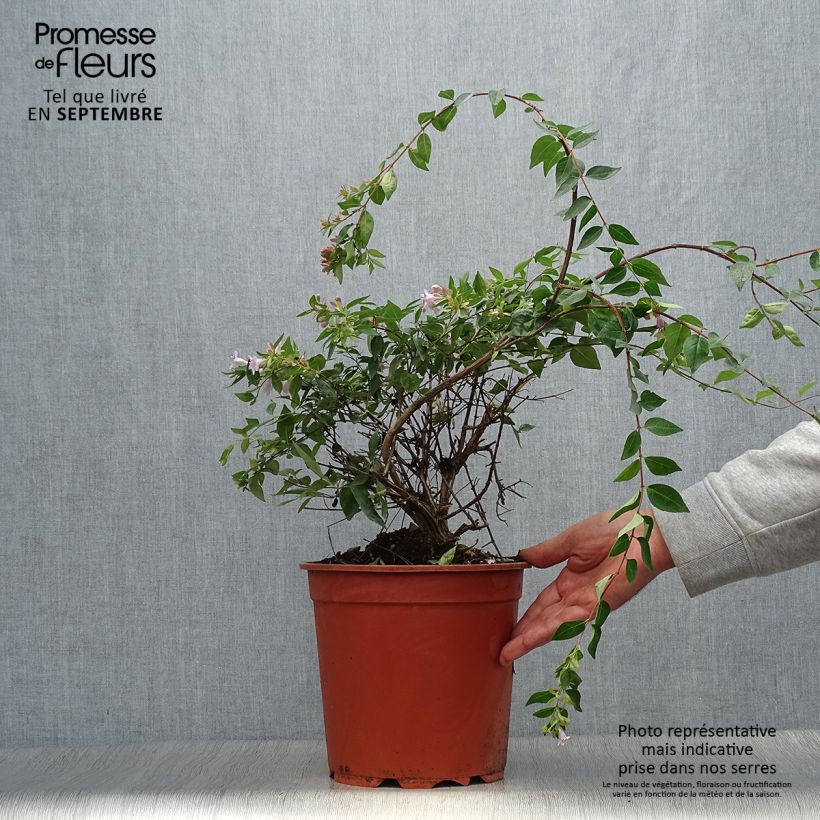 Example of Abelia grandiflora Edward Goucher Topf mit 7,5L/10L as you get in automne