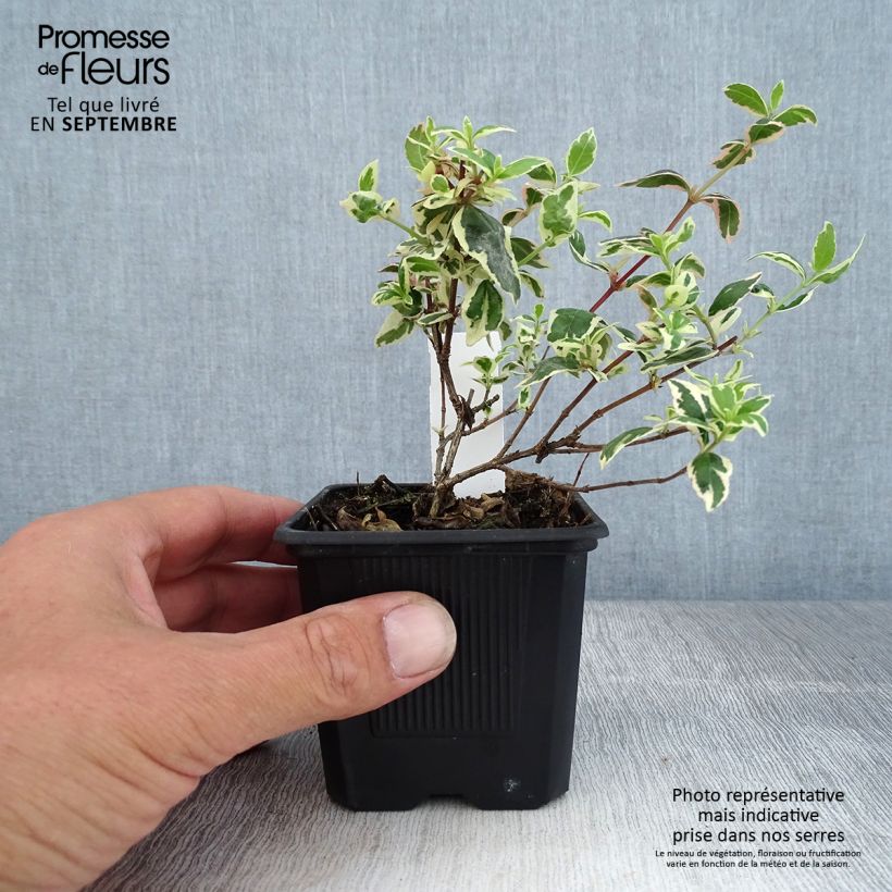 Example of Abelia grandiflora Magic Daydream Kleine Töpfe von 8/9 cm as you get in automne