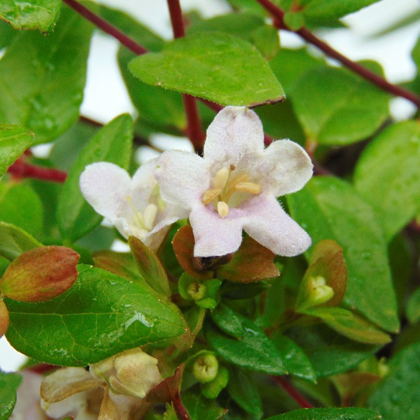 Abelia grandiflora Petite Garden Minedward (Flowering)