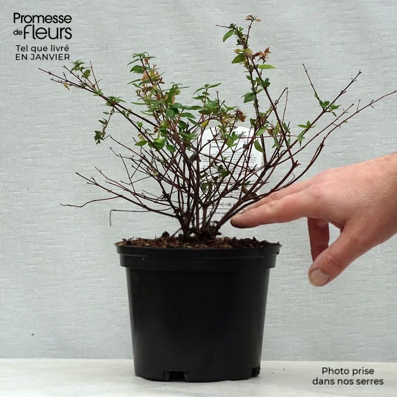 Example of Abelia grandiflora Petite Garden Minedward Topf mit 2L/3L as you get in hiver