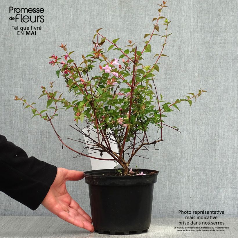 Exemplar von Abelia grandiflora Pink Pong Topf mit 3L/4L wie im Frühjahr geliefert