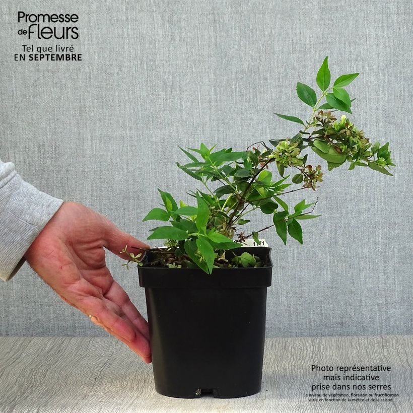 Example of Abelia grandiflora Semperflorens Topf mit 2L/3L as you get in automne