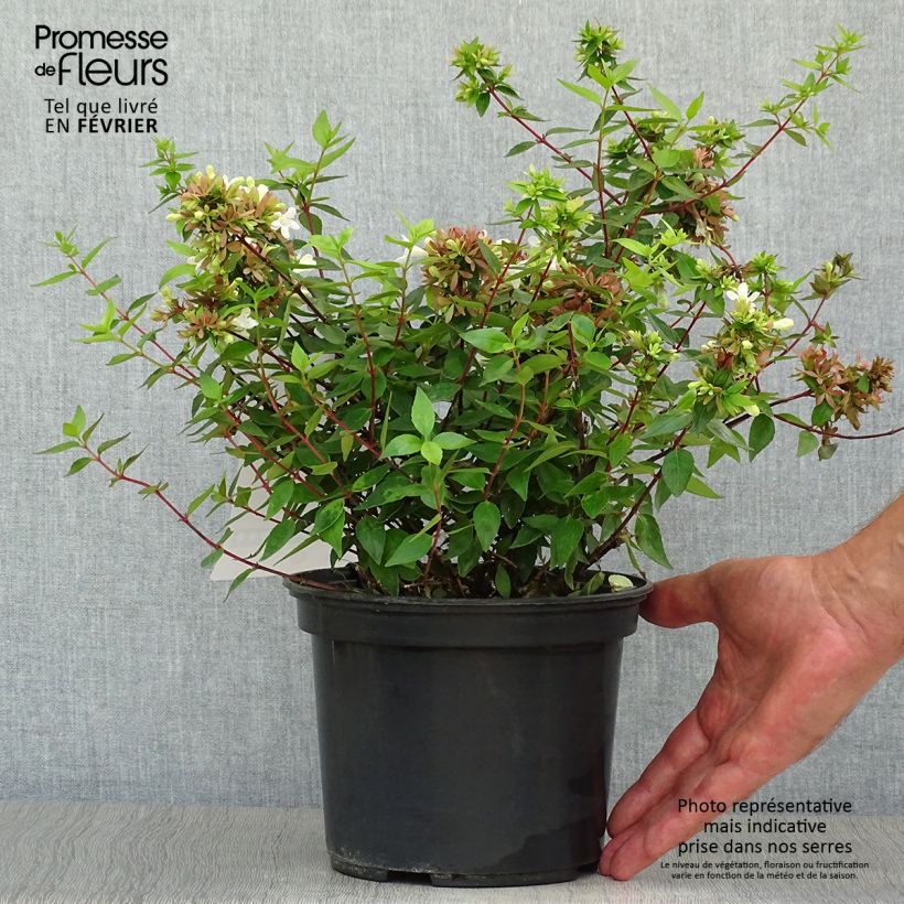 Example of Abelia grandiflora Sherwood Topf mit 2L/3L as you get in automne