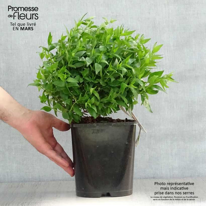 Exemplar von Abelia grandiflora Sherwood Topf mit 2L/3L wie im Frühjahr geliefert