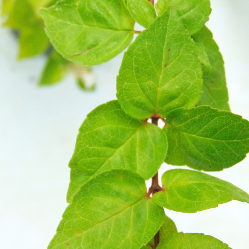 Abelia chinensis - Abelie (Foliage)