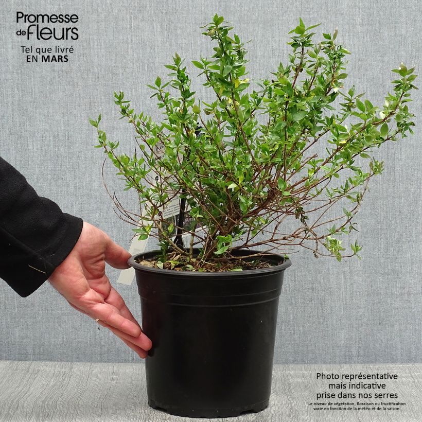 Exemplar von Abelia chinensis Autumn Festival - Abelie Topf mit 4L/5L wie im Frühjahr geliefert