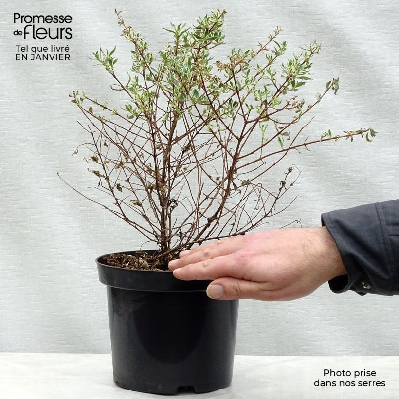 Exemplar von Abelia grandiflora Confetti Topf mit 1,5L/2L wie im Winter geliefert