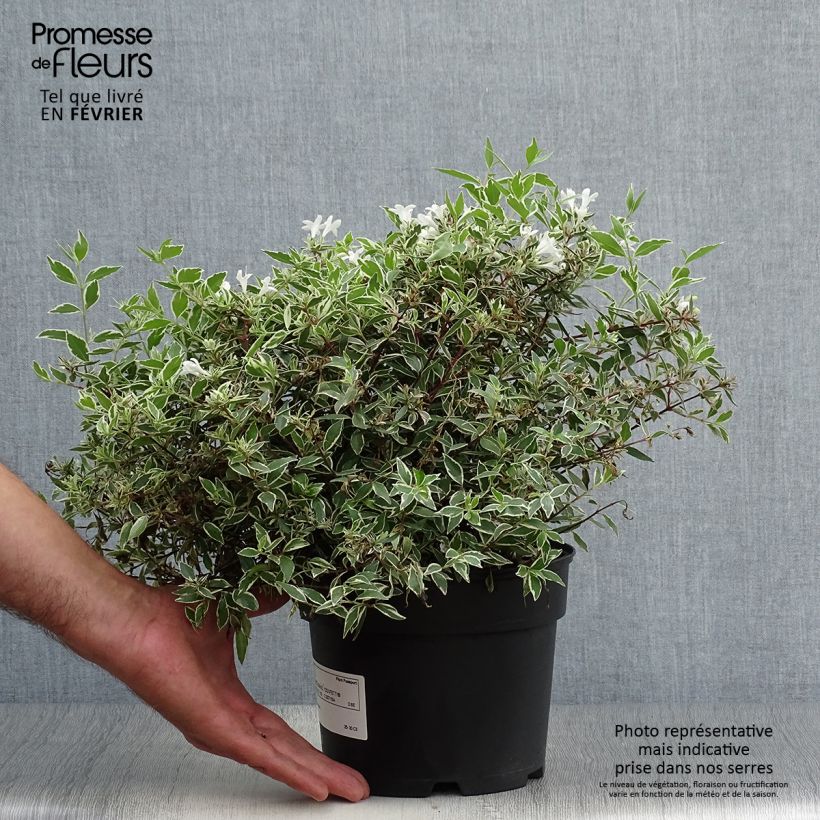 Example of Abelia grandiflora Confetti Topf mit 1,5L/2L as you get in automne
