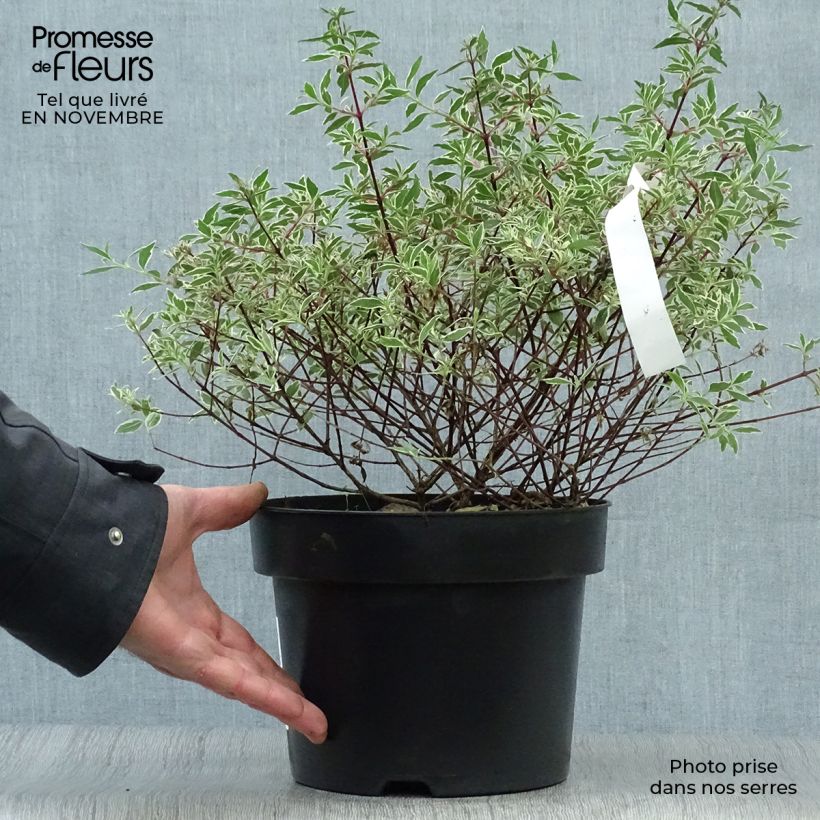Example of Abelia grandiflora Confetti Topf mit 3L/4L as you get in automne