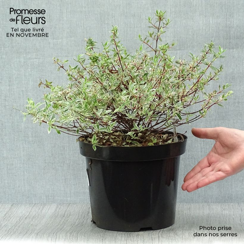 Example of Abelia grandiflora Confetti Topf mit 7,5L/10L as you get in automne