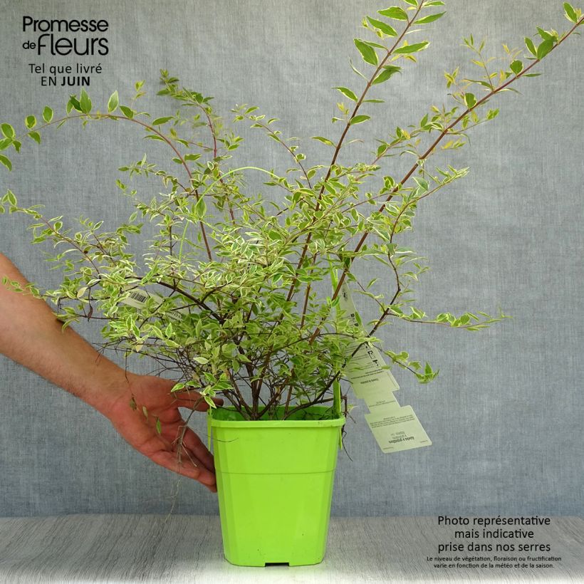 Exemplar von Abelia grandiflora Hopleys Topf mit 2L/3L wie im Sommer geliefert