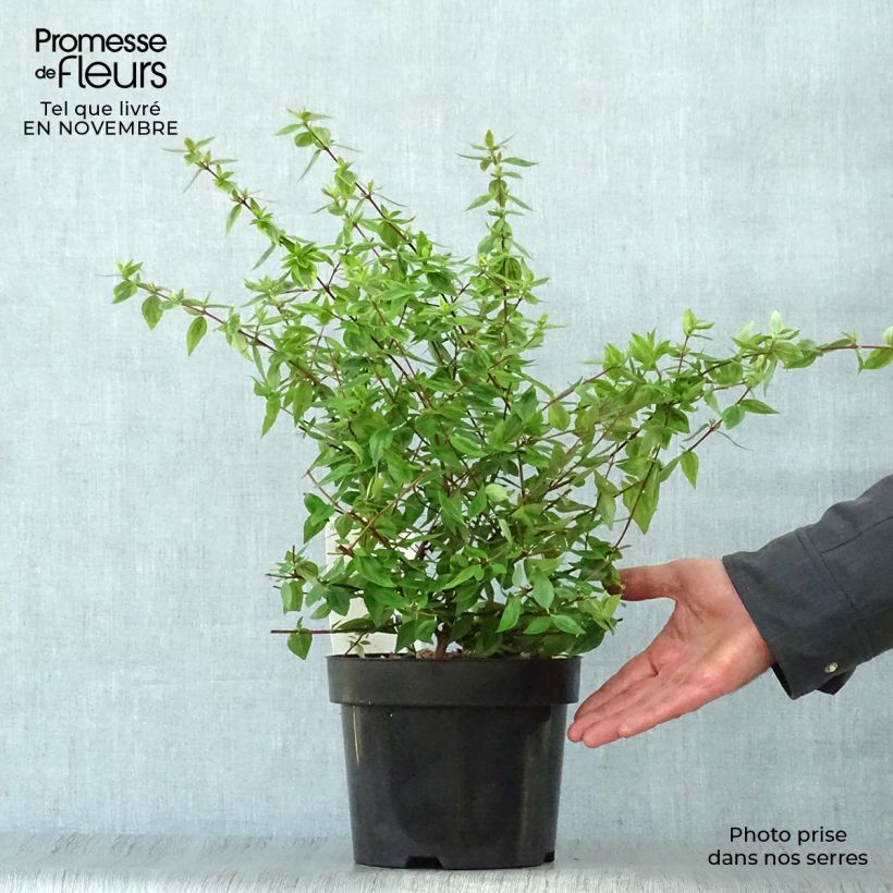 Example of Abelia grandiflora Kaleidoscope Topf mit 2L/3L as you get in automne
