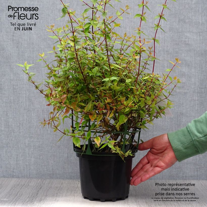 Exemplar von Abelia grandiflora Kaleidoscope Topf mit 2L/3L wie im Sommer geliefert