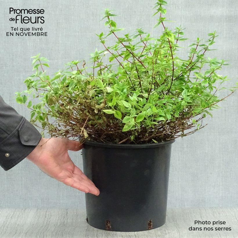 Example of Abelia grandiflora Kaleidoscope Topf mit 4L/5L as you get in automne
