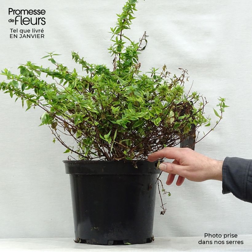 Exemplar von Abelia grandiflora Kaleidoscope Topf mit 3L/4L wie im Winter geliefert