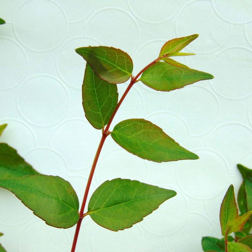 Abelia grandiflora - Grossblütige Abelie (Foliage)
