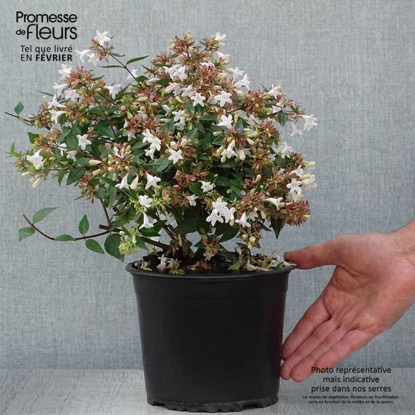 Example of Abelia grandiflora - Grossblütige Abelie Topf mit 2L/3L as you get in automne