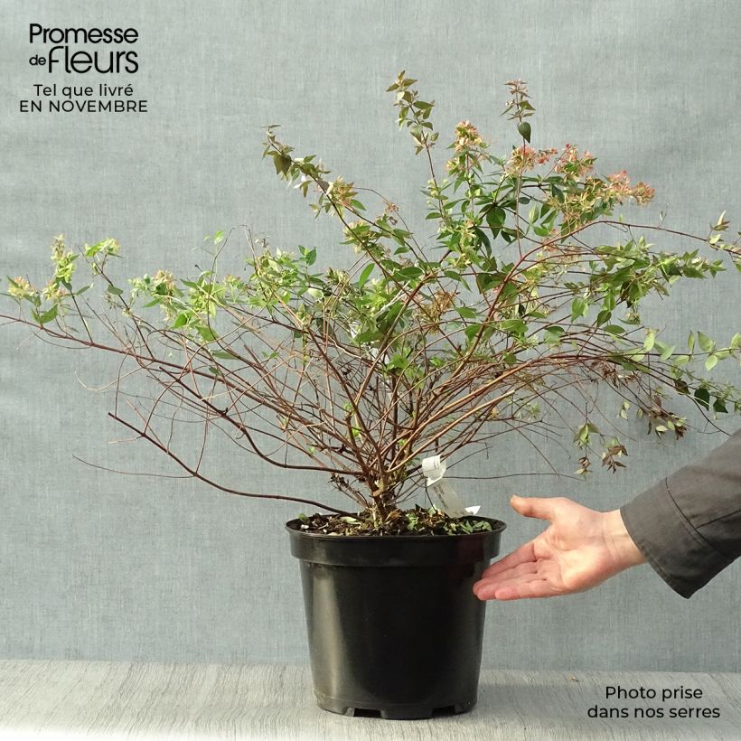 Example of Abelia grandiflora - Grossblütige Abelie Topf mit 7,5L/10L as you get in automne