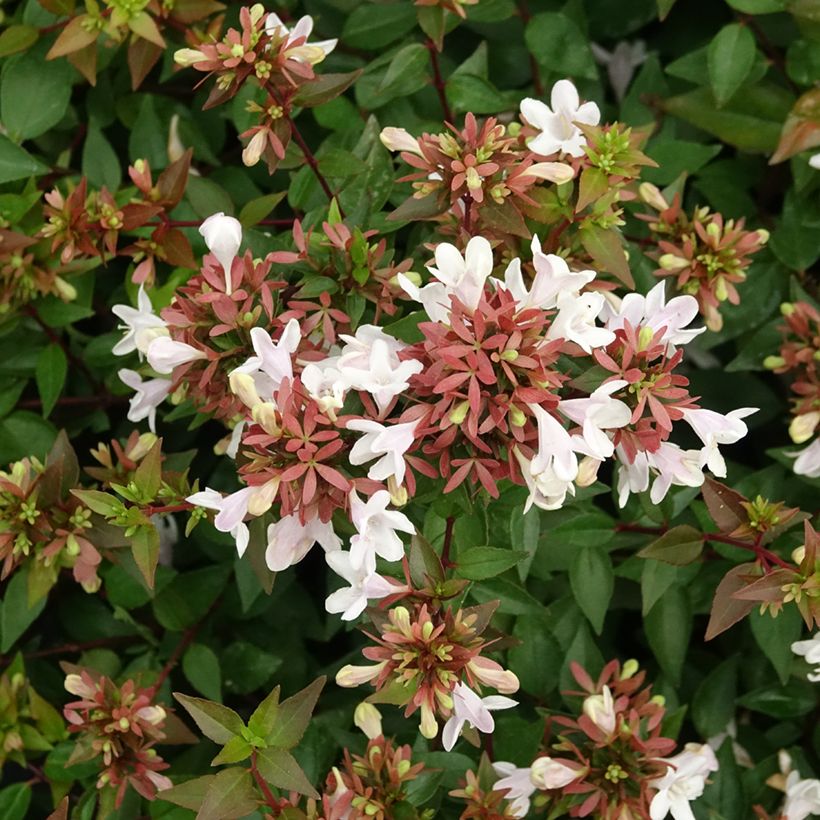 Abelia grandiflora Prostrata (Blüte)