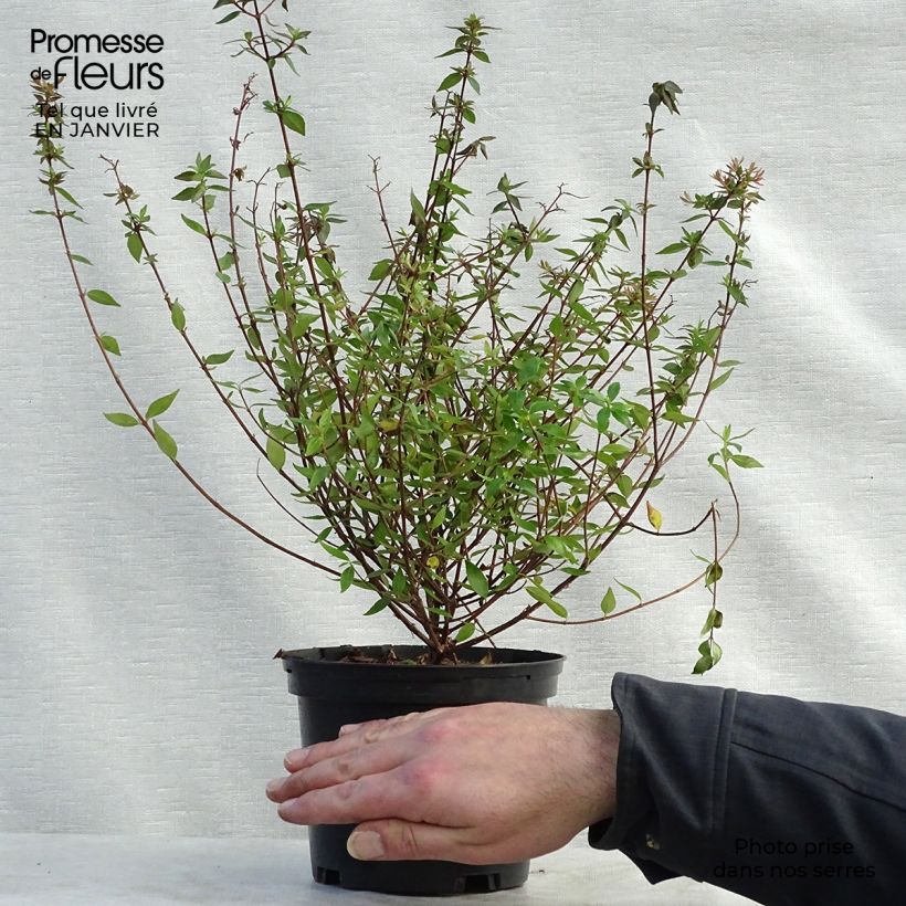 Exemplar von Abelia grandiflora Prostrata Topf mit 2L/3L wie im Winter geliefert