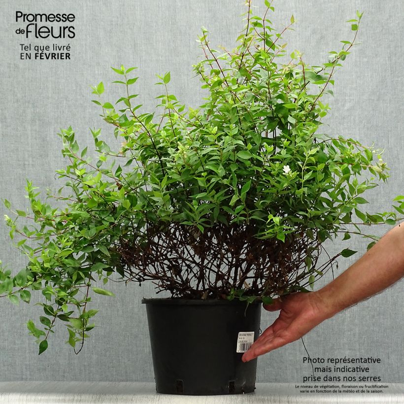 Example of Abelia grandiflora Prostrata Topf mit 7,5L/10L as you get in automne