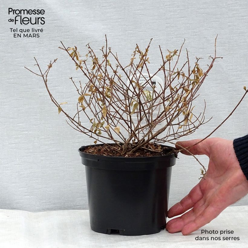 Exemplar von Abelia grandiflora Radiance Topf mit 4L/5L wie im Winter geliefert