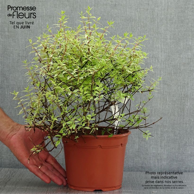 Exemplar von Abelia grandiflora Radiance Topf mit 4L/5L wie im Sommer geliefert