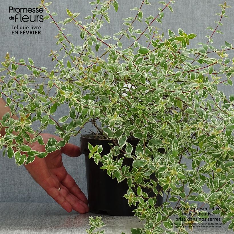Example of Abelia grandiflora Sparkling Silver Topf mit 2L/3L as you get in automne