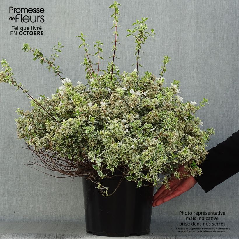 Example of Abelia grandiflora Sparkling Silver Topf mit 7,5L/10L as you get in automne