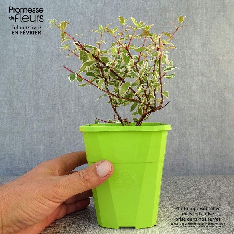 Example of Abelia grandiflora Steredenn Topf mit 1L/1,5L as you get in automne