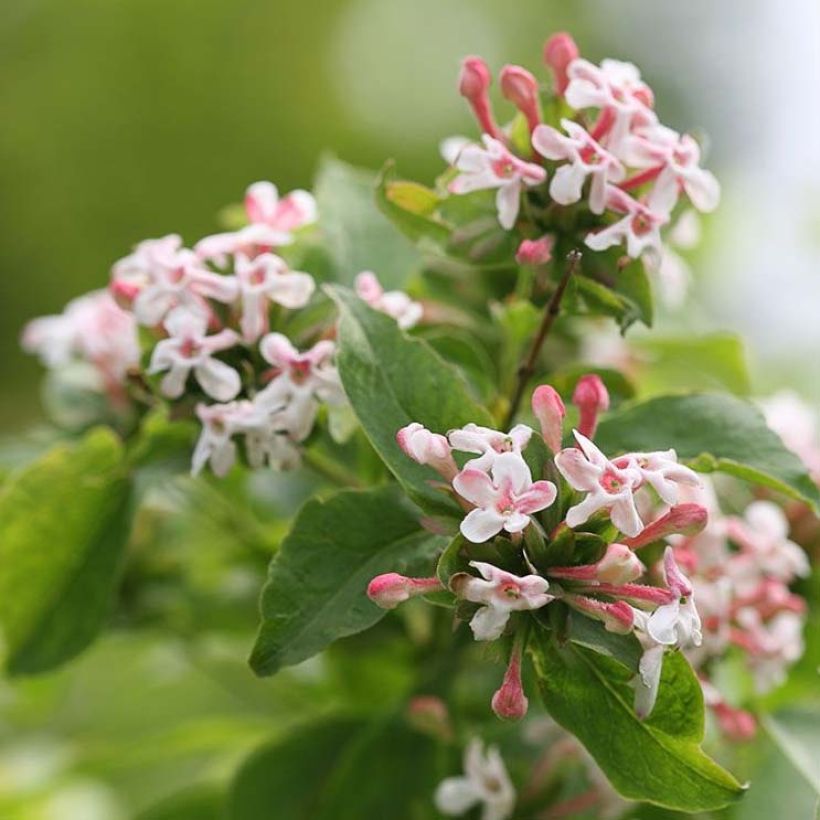 Abelia mosanensis Sweet Emotion - Koreanische Abelie (Flowering)