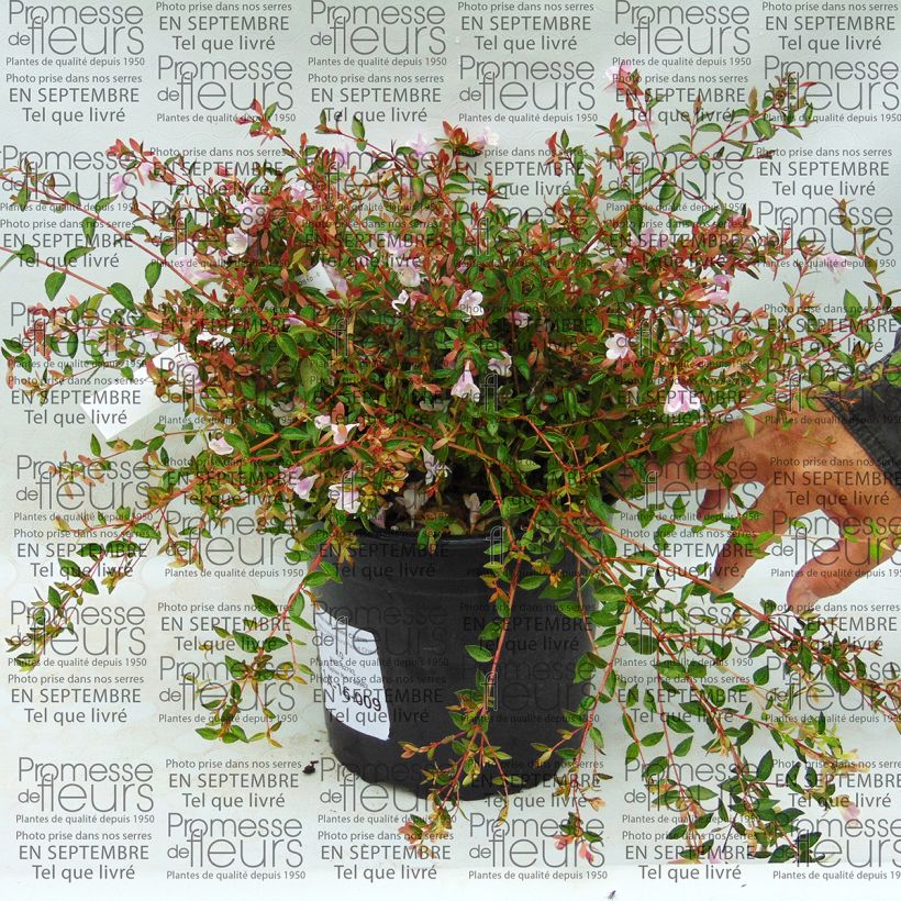 Example of Abelia grandiflora Pastel Charm Topf mit 4L/5L as you get