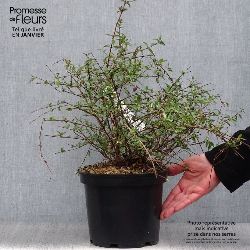 Example of Abelia parviflora Bumble Bee Topf mit 4L/5L as you get in hiver