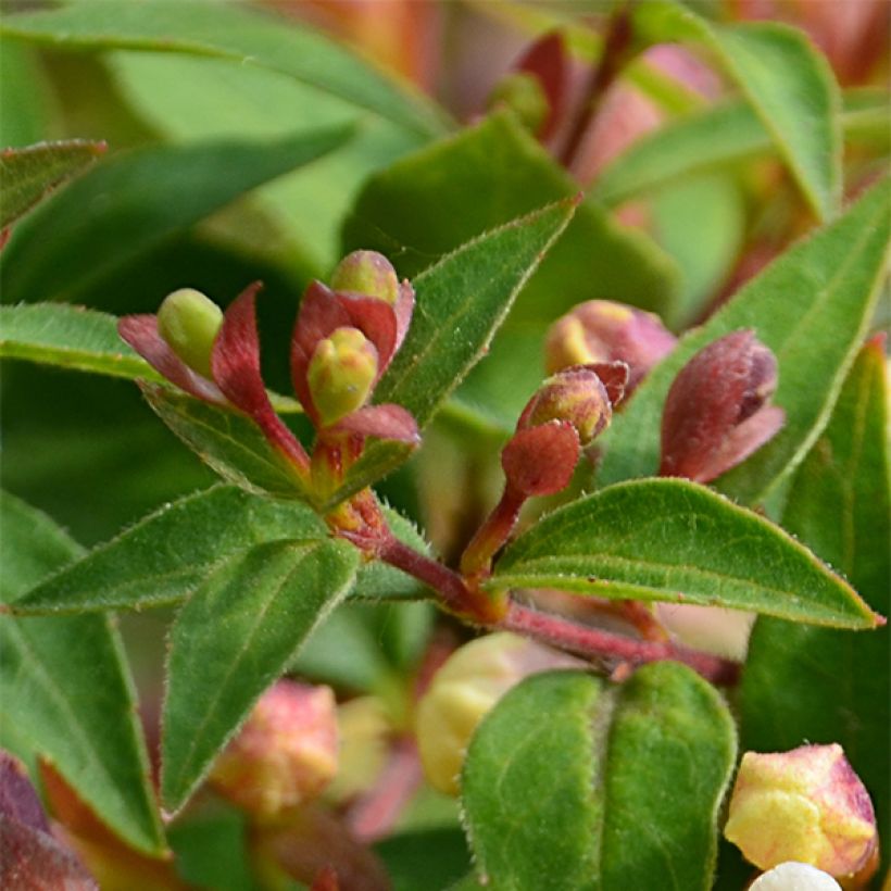 Abelia grandiflora Sunny Charm (Foliage)