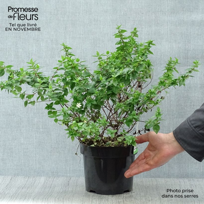 Example of Abelia zanderi Little Richard Topf mit 2L/3L as you get in automne