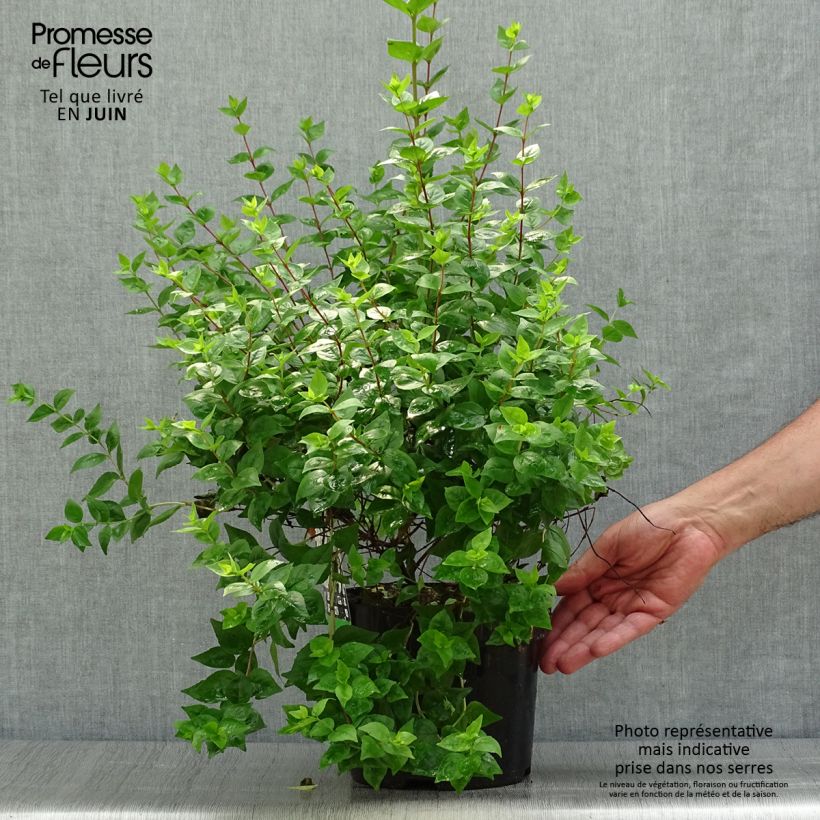 Exemplar von Abelia zanderi Little Richard Topf mit 2L/3L wie im Sommer geliefert