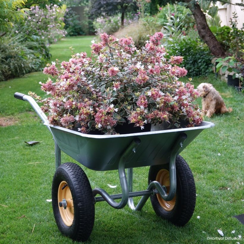 Abelia grandiflora Psykedelik (Hafen)
