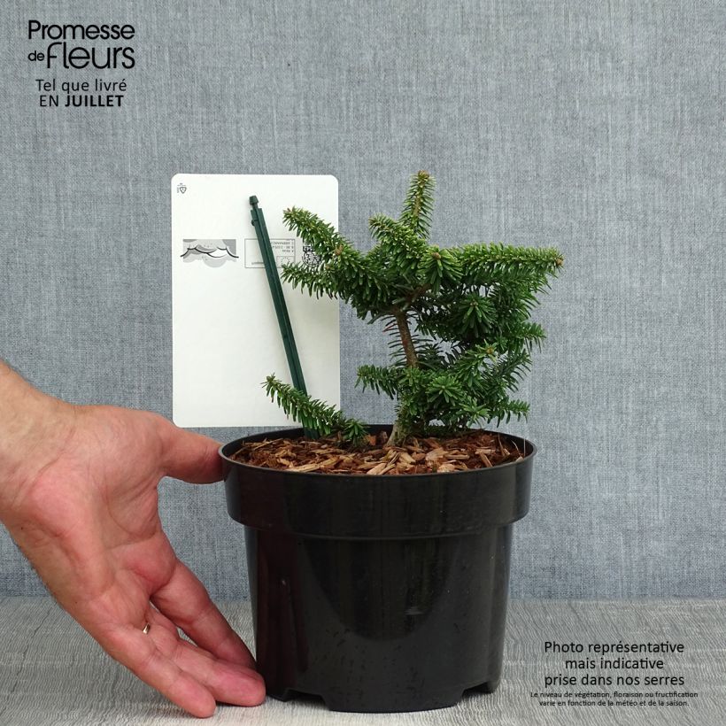Exemplar von Abies balsamea Nana - Balsam-Tanne Topf mit 2L/3L wie im Sommer geliefert