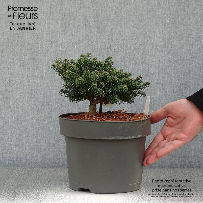Exemplar von Abies balsamea Nana - Balsam-Tanne Topf mit 4L/5L wie im Winter geliefert