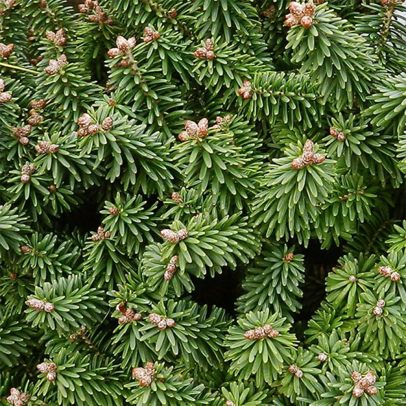 Abies balsamea Piccolo - Balsam-Tanne (Foliage)