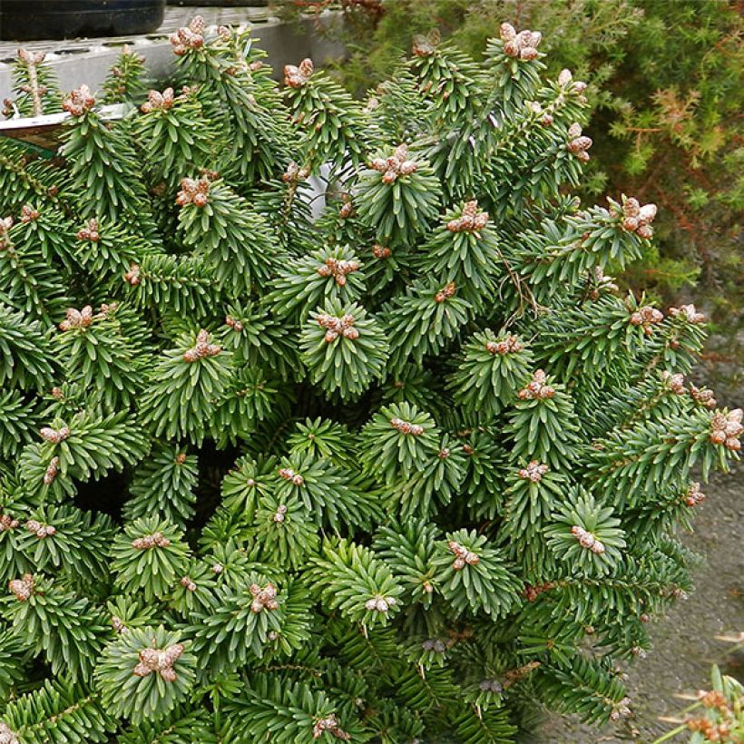 Abies balsamea Piccolo - Balsam-Tanne (Plant habit)