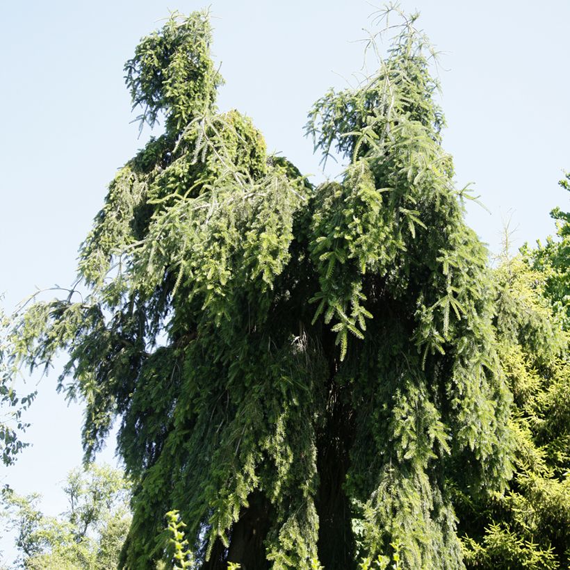 Abies nordmanniana Pendula - Nordmanntanne (Hafen)
